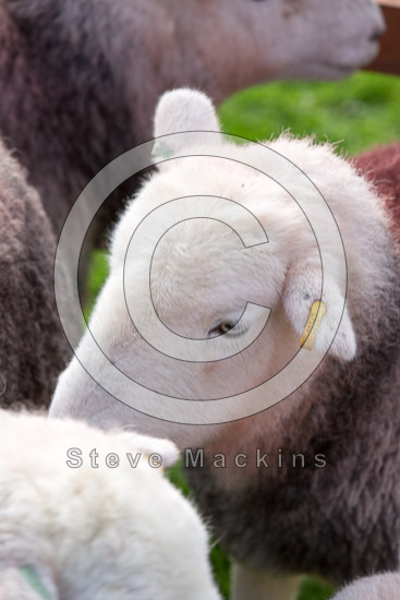 Tebay Herdwick - Lakeland Photos - Art Prints Tebay Herdwick