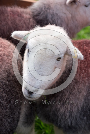 Cumrew Field Herdwick - Lakeland Photos - Art Prints Cumrew Field Herdwick