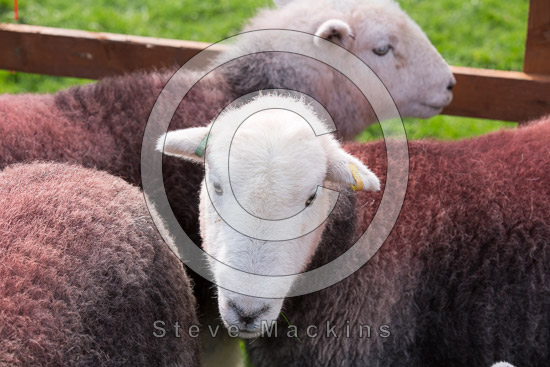 Watch Hill Valley Herdwick - Lakeland Photos - Art Prints Watch Hill Valley Herdwick