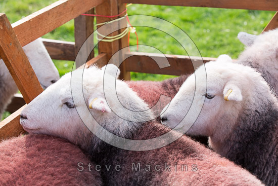 Clifton Farm Herdwick