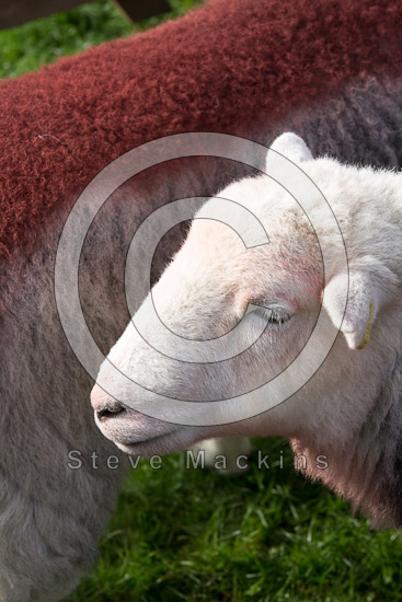 Camerton Farm Herdwick