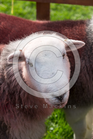Haverigg Farm Lake district Sheep