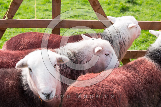 Greendale Field Herdwick - Lakeland Photos - Art Prints Greendale Field Herdwick