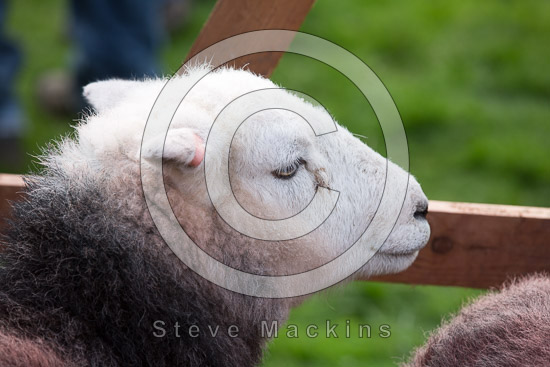 Cumrew Farm Herdwick - Lakeland Photos - Art Prints Cumrew Farm Herdwick