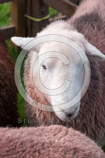 Steel Knotts Valley Lake district Sheep - Lakeland Photos - Art Prints Steel Knotts Valley Lake district Sheep
