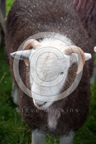 Port Carlisle Field Lakeland Sheep - Lakeland Photos - Art Prints Port Carlisle Field Lakeland Sheep