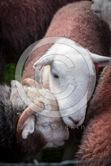 Ings Valley Herdwick - Lakeland Photos - Art Prints Ings Valley Herdwick