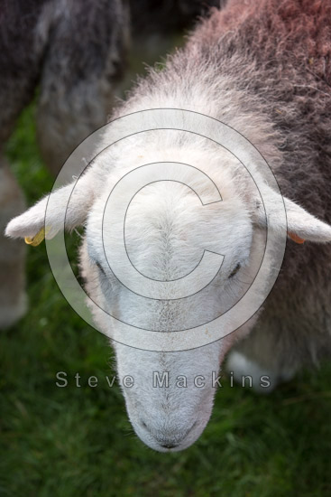 Cumdivock Field Lakeland Sheep