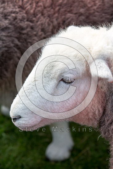 Holker Field Lake district Sheep