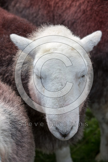 Place Fell Herdwick - Lakeland Photos - Art Prints Place Fell Herdwick