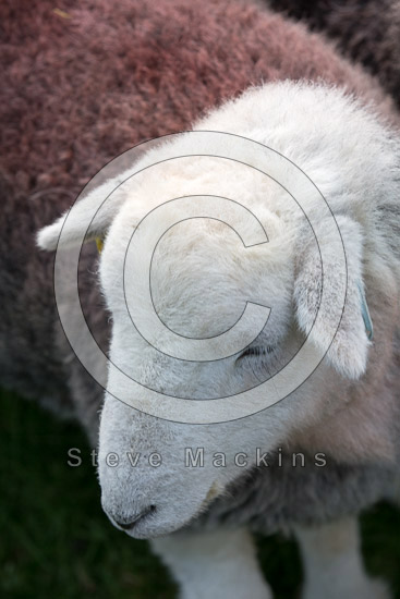 Rydal Herdwick - Lakeland Photos - Art Prints Rydal Herdwick