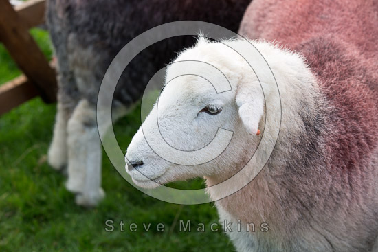 Great Strickland Farm Herdwick Sheep - Lakeland Photos - Art Prints Great Strickland Farm Herdwick Sheep