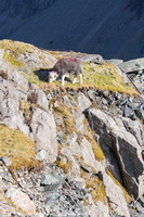 Blencarn, Herdy Wall Art, Silloth, Herdwick, Kentmere, Herdies, Herdy Art, Hensingham, Herdwick Sheep Oil Pastels, Herdwick Sheep Oil Painting, Kirkhouse, High Hartsop Dodd, Hallin Fell, Herdwick Sheep Acrylic Paintings, Herdwick Drawings, Green Gable, Great Asby, Herdwick Wall Art, Birks, Fairfield, Scoat Fell, Starling Dodd, Great Corby, Ennerdale Bridge, Herdy, Whitehaven,  Lake District, Cumbria.