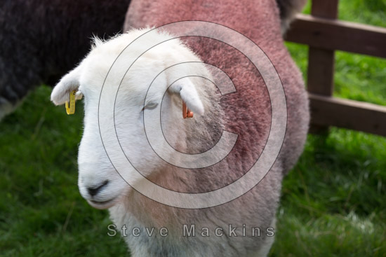 Blindcrake Field Herdwick