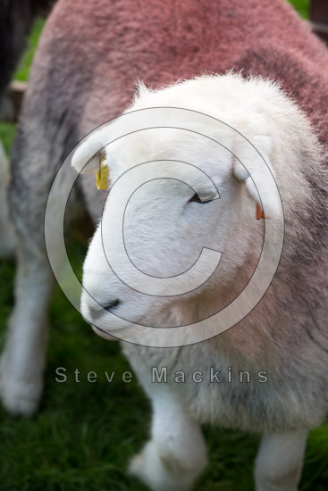 Barton Herdwick