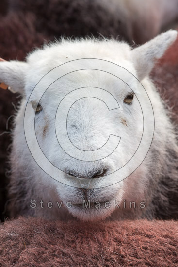 Hayton (Brampton) Field Lake district Sheep - Lakeland Photos - Art Prints Hayton (Brampton) Field Lake district Sheep