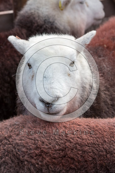 Green Gable Field Herdwick Sheep - Lakeland Photos - Art Prints Green Gable Field Herdwick Sheep