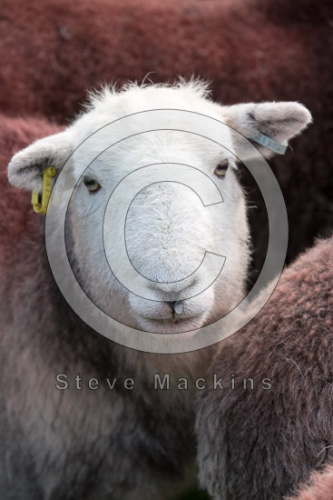 Parton Farm Lakeland Sheep