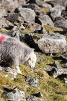 Firbank Fell, Hayton (Aspatria), Herdwick Sheep Art Studio, Dacre, Scaleby, Parton, Steel Knotts, Yewbarrow, Mixed-Media Herdy Art, Ullscarf, Rosthwaite (Keswick), Hutton Roof, Herdwick Sheep Oil Painting, Ill Bell, Herdies, Herdy Ewe, Millbeck (Keswick), Carl Side, Buckbarrow, Mardale Ill Bell, Westnewton, Herdy Sketch, Lingmell, Lakeland Sheep, Sail, Wythburn, Ravenstonedale, Dove Crag,  Lake District, Cumbria.