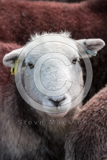 Wiggonby Valley Herdwick