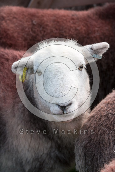 Killington Farm Herdwick Sheep