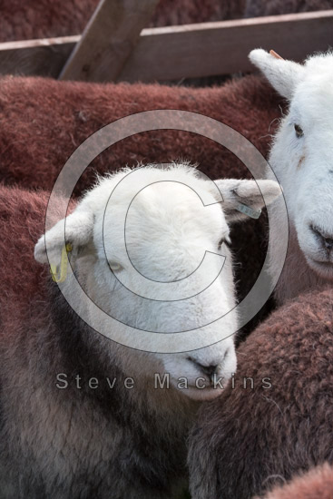 Brampton (Carlisle) Field Herdwick - Lakeland Photos - Art Prints Brampton (Carlisle) Field Herdwick