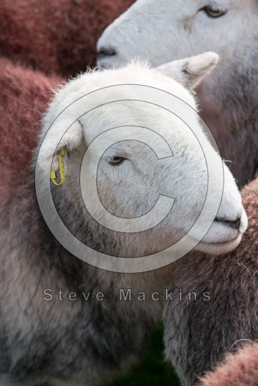 Helvellyn Farm Lake district Sheep