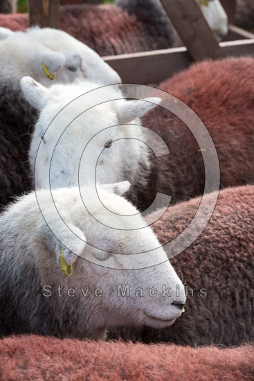Loft Crag Herdwick Sheep