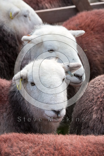 Drigg Lake district Sheep