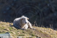 Castle Crag, Dalston, High Rigg, Caudale Moor, Kirk Fell, Asby (Workington), Loweswater, Middle Dodd, Herdwick Sheep Oil Painting, The Nab, Herdy, Beda Fell, Lazonby, Herdwick Sheep Oil Pastels, Grange (Keswick), Herdwick Wall Art, Herdwick Sheep, Glenridding Dodd, Wether Hill, Bardsea, Swinside, Heversham, Lakeland Herdy Artworks, Herdies, Cumdivock, Lank Rigg,  Lake District, Cumbria.