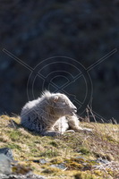 Cartmel, Herdwick, Baycliff, Herdy, Herdwick Sheep Sketch, Ullock Pike, Knott, Frizington, Beda Fell, Herdwick Sheep Acrylic Paintings, Kearstwick, Herdwick Sheep, Herdy Wall Art, Herdy Ewe, Edenhall, Herdwick Wall Art, Wetherlam, Mellbreak, Stone Arthur, Long Side, Cark (Cartmel), Nenthead, Herdwick Sheep Prints, Herdwick, High Tove, Windermere, Kirkland (Penrith),  Lake District, Cumbria.