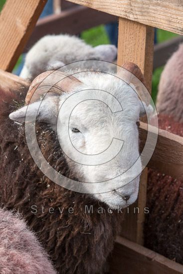 Lazonby Field Herdwick