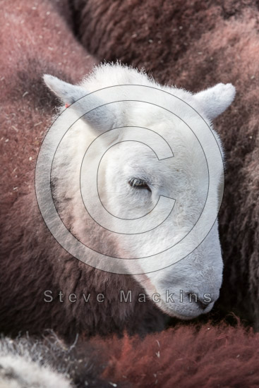 Sedgwick Valley Lake district Sheep