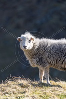 Herdwick Sheep Art Studio, Lindale, Calthwaite, Hutton Roof, Dent, Santon Bridge, Selside Pike, Herdy Sketch, Waterhead, Low Fell, Catbells, Long Side, Mixed-Media Herdy Art, Herdy Wall Art, Blea Rigg, Herdwick Artwork, Heversham, Haystacks, Lakeland Herdy Artworks, Hayton (Brampton), Haverthwaite, Bampton Grange, Herdwick, Arnside, Millbeck (Keswick), Herdwick Sheep, Ling Fell,  Lake District, Cumbria.