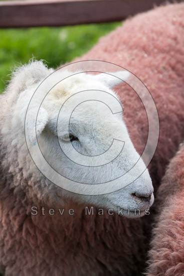 High Raise Valley Herdwick Sheep