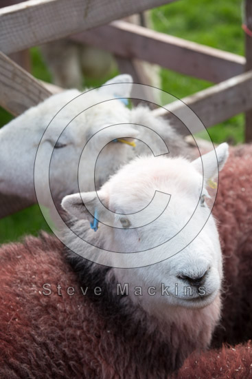 Bampton Grange Field Herdwick