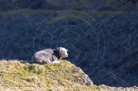 Herdwick Sheep, Lakeland Sheep, Gleaston, Grasmoor, Bassenthwaite, Steel Knotts, Barrow-In-Furness, Mixed-Media Herdy Art, Lakeland Herdy Artworks, Ard Crags, Herdy Sketch, Brigham, Herdwick Drawings, Lank Rigg, Garrigill, Firbank Fell, Herdwick Sheep Oil Pastels, Ainstable, Mellbreak, Dendron, Kirkland (Penrith), Herdwick Artwork, Herdwick Wall Art, Seat Sandal, Causey Pike, Herdy, Herdwick Sheep Sketch,  Lake District, Cumbria.