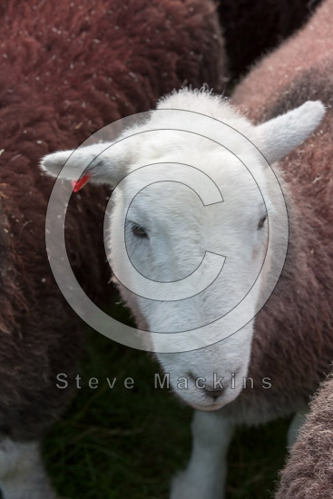 Ullock Pike Herdwick - Lakeland Photos - Art Prints Ullock Pike Herdwick