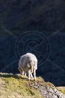 Bowscale Fell, Colby, Herdwick Sheep Oil Painting, Gibson Knott, Lakeland Herdy Artworks, Herdy, Ousby, Sheffield Pike, Haverthwaite, Whinlatter, Lakeland Sheep, Herdwick, Barrows Green, Staveley (Kendal), Herdy Wall Art, Plumpton (Penrith), Broom Fell, Mungrisdale, Herdwick Sheep Acrylic Paintings, Herdwick Sheep, Bowfell, Herdy Art, Scar Crags, Pillar, Wetherlam, Cliburn, Yewbarrow, Hawkshead, Far Arnside, Hartsop above How, Herdy Sheep Artist, Herdies,  Lake District, Cumbria.