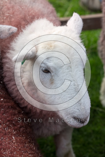 Silloth Farm Herdwick