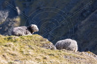 Rampsgill Head, Dent, Herdwick Sheep Prints, Bampton, Herdwick Artwork, Nab Scar, Hopegill Head, Helton, Ard Crags, Herdwick Sheep Oil Painting, Herdy Sheep Artist, Uldale, Dalston, Mungrisdale Common, Salkeld Dykes, Lakeland Herdy Artworks, Long Side, Brandreth, Nethermost Pike, Harrison Stickle, Herdy Sketches, Dendron, Roosebeck, Lakeland Sheep, Fellbarrow, Herdy, Lindal in Furness, Herdwick Drawings, Herdies, Herdwick, Herdwick Sheep Oil Painting,  Lake District, Cumbria.