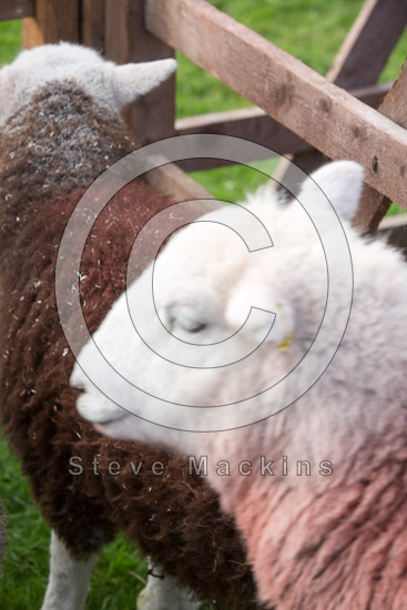 Glassonby Herdwick
