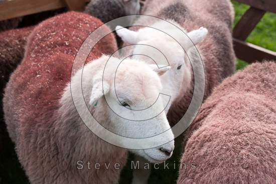Seathwaite Fell Field Herdwick