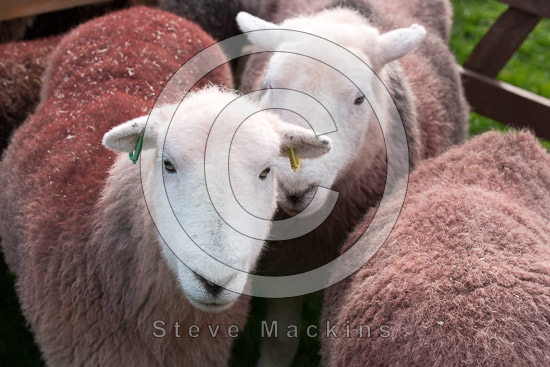 Ulpha Farm Lake district Sheep