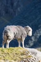 Killington, Salkeld Dykes, Whitfell, Mixed-Media Herdy Art, Arnside, Glenridding Dodd, Near Sawrey, Seatallan, Herdwick Sheep Art Studio, Brigsteer, Sergeant Man, Great Gable, Herdwick Wall Art, Herdwick Sheep Art, Herdwick Sheep Sketch, Herdwick Drawings, Hallin Fell, Burton-in-Kendal, Herdy Sketches, Carl Side, Herdy Ewe, Silloth, Barbon, Herdwick Sheep, Glassonby, The Nab, Herdwick,  Lake District, Cumbria.