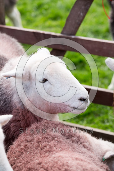 Holme Fell Lakeland Sheep