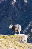 Herdy Ewe, Herdwick Sheep Sketch, Slate Fell, Cliburn, Herdwick, Herdwick Sheep Art, Beaumont, Lank Rigg, Anthorn, Herdy Sheep Artist, Dollywaggon Pike, Bowscale, Bannerdale Crags, Seatallan, Flookburgh, Braithwaite, Buttermere, Herdwick Sheep Art Studio, Loughrigg Fell, Herdwick Sheep, White Side, High Pike (Scandale), Herdy Sketch, Great Crosthwaite, Herdwick Sheep Oil Painting, Holme Fell, Herdwick Artwork, Croglin,  Lake District, Cumbria.