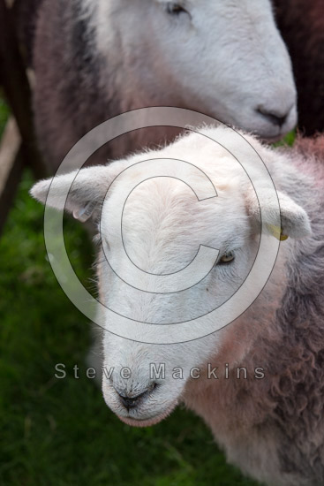 Kirkby Stephen Field Herdwick