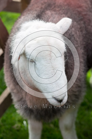 Moresby Farm Herdwick