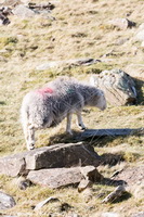 Herdwick Sheep Art, Johnby, Crosby (Maryport), High Rigg, Great Cockup, Orthwaite, Herdwick Sheep Oil Pastels, Hartsop Dodd, Herdy Sheep Artist, The Nab, Pennington, Froswick, Gray Crag, Armboth Fell, Troutbeck (Windermere), Arnside, Cold Pike, Herdwick, Lindal in Furness, Lakeland Herdy Artworks, Herdy Ewe, Herdy Art, Newbiggin-on-Lune, Ponsonby, Rampsgill Head, Cartmel Fell, Brandreth, Lonscale Fell, Herdy, Colthouse, Herdwick Artwork, Kidsty Pike,  Lake District, Cumbria.